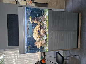 Meerwasser Aquarium komplett 