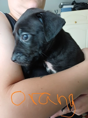 Labrador mischling welpen 