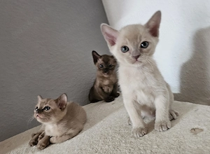 Burma Kitten. Reinrassig. Lilac, braun, chocolate  Bild 9