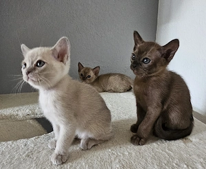Burma Kitten. Reinrassig. Lilac, braun, chocolate  Bild 8