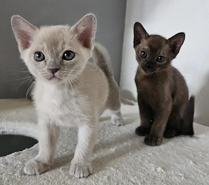 Burma Kitten. Reinrassig. Lilac, braun, chocolate  Bild 6
