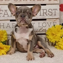Hallo und vielen Dank für Ihr Interesse an meinen süßen französischen Bulldoggenwelpen, die jetzt ei