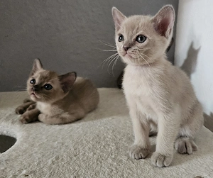 Burma Kitten. Reinrassig. Lilac, braun, chocolate  Bild 7