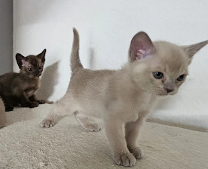 Burma Kitten. Reinrassig. Lilac, braun, chocolate  Bild 4
