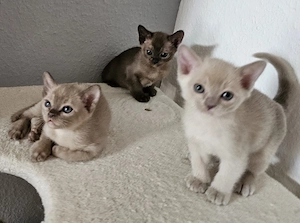 Burma Kitten. Reinrassig. Lilac, braun, chocolate  Bild 5