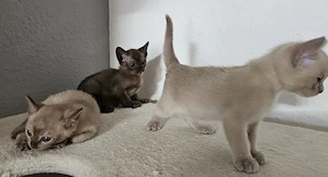 Burma Kitten. Reinrassig. Lilac, braun, chocolate  Bild 2