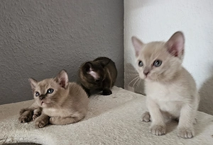 Burma Kitten. Reinrassig. Lilac, braun, chocolate  Bild 10