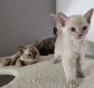 Burma Kitten. Reinrassig. Lilac, braun, chocolate  Bild 3