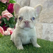Hallo und vielen Dank für Ihr Interesse an meinen süßen französischen Bulldoggenwelpen, die jetzt ei
