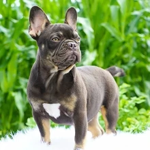 Hallo und vielen Dank für Ihr Interesse an meinen süßen französischen Bulldoggenwelpen, die jetzt ei