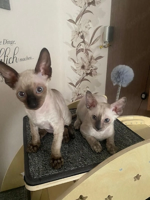 Wunderschöne Cornish Rex Kätzchen suchen ein liebevolles Zuhause 