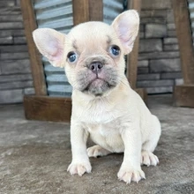 Hallo und vielen Dank für Ihr Interesse an meinen süßen französischen Bulldoggenwelpen, die jetzt ei