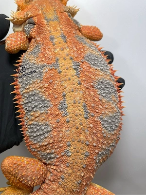 Bartagamen Weibchen Adult Orange Hypo high blue Tiger Bild 5