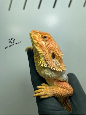 Bartagamen Weibchen Adult Orange Hypo high blue Tiger Bild 3