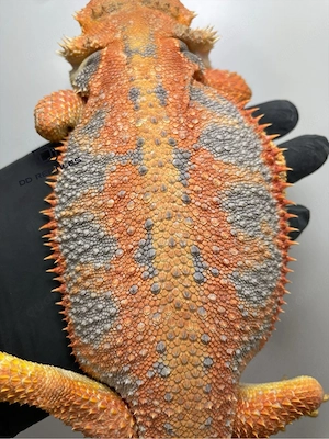 Bartagamen Weibchen Adult Orange Hypo high blue Tiger Bild 2