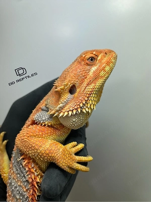 Bartagamen Weibchen Adult Orange Hypo high blue Tiger Bild 4