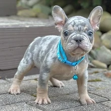 Hallo und vielen Dank für Ihr Interesse an meinen süßen französischen Bulldoggenwelpen, die jetzt ei