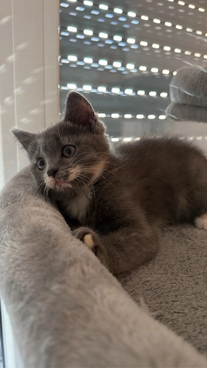 Traumhaftes Katzenmädchen sucht Zuhause für immer 