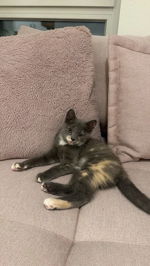 Traumhaftes Katzenmädchen sucht Zuhause für immer 