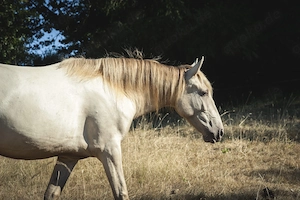 Ojalá de Alambar - PRE Pura Raza Espanola, Stute, 2 Jahre, Isabelo  Isabela Negra (Double Pearl) Bild 3