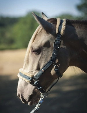Ojalá de Alambar - PRE Pura Raza Espanola, Stute, 2 Jahre, Isabelo  Isabela Negra (Double Pearl) Bild 7