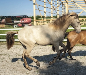 Ojalá de Alambar - PRE Pura Raza Espanola, Stute, 2 Jahre, Isabelo  Isabela Negra (Double Pearl) Bild 4
