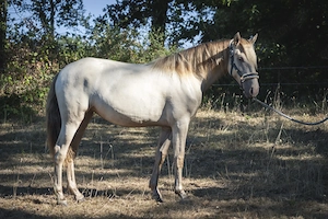 Ojalá de Alambar - PRE Pura Raza Espanola, Stute, 2 Jahre, Isabelo  Isabela Negra (Double Pearl) Bild 2