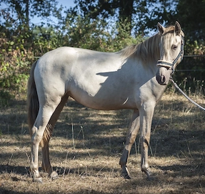 Ojalá de Alambar - PRE Pura Raza Espanola, Stute, 2 Jahre, Isabelo  Isabela Negra (Double Pearl) Bild 6