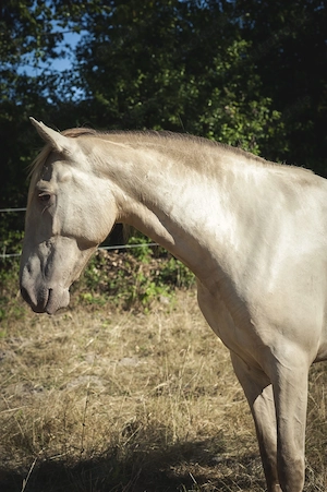 Ojalá de Alambar - PRE Pura Raza Espanola, Stute, 2 Jahre, Isabelo  Isabela Negra (Double Pearl) Bild 8