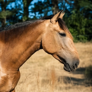 Nova GE - PRE Pura Raza Espanola, Stute, 3,5 Jahre, Buckskin (Falbe)