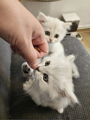 Britisch Langhaar (BLH) Kitten