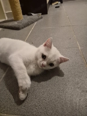 BKH Kater 13 Wochen alt 