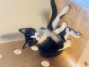 Unsere 4 süßen Babykatzen suchen ein neues Zuhause