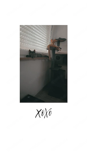 babykatzen 