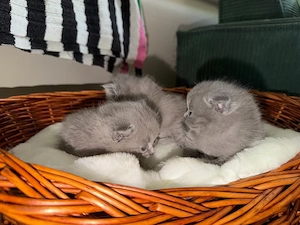 Britisch Kurzhaar (BKH) Blue Kitten