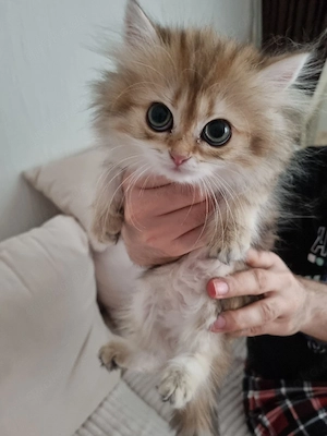 Süße blh bkh katzenbabys 
