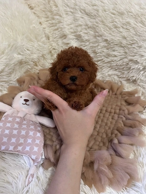 Teacup Pudel Toy Toypudel Rüde 
