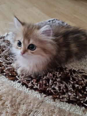 Süße blh bkh katzenbabys Es sind 2 weiblich noch da