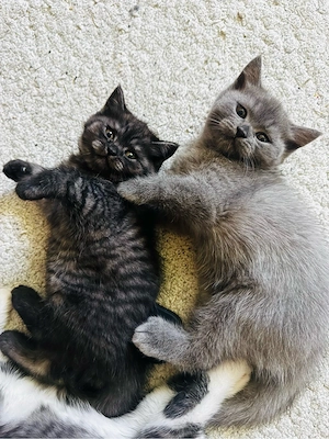 BKH Katze 