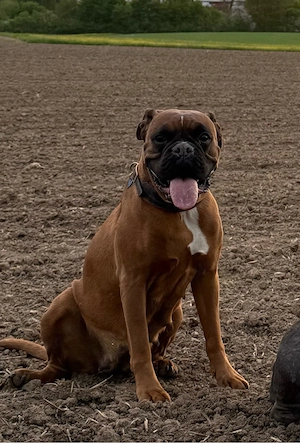 Schweren herzens neues zuhause gesucht  Boxer hündin  7Jahre  lebensfroh