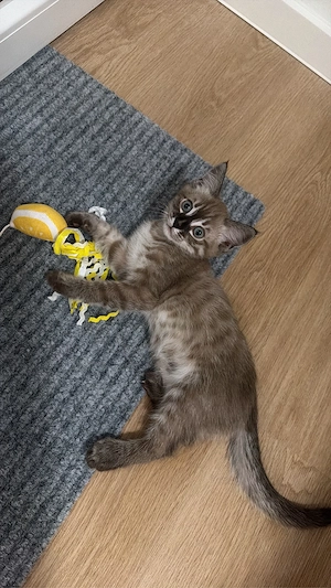 Traumhafter Kater sucht Zuhause für immer 