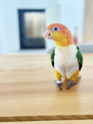 Vogel Papagei männlich 2 Jahre alt verspielt Handzahm 