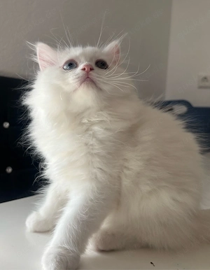    Drei süße British-Langhaar-Kater suchen ein liebevolles Zuhause   