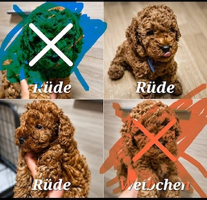 Zauberhafte Toy-Zwergpudel-Welpen.ES SIND NUR NOCH 2 RÜDEN FREI 
