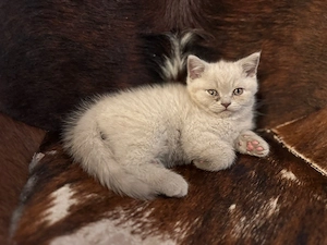 Reinrassiges BKH kitten 