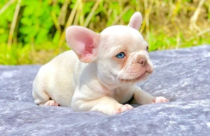 Wunderschöne Französische Bulldoggen-Welpen