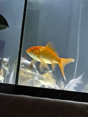 Goldfisch Comet Weibchen CA.15 18 cm ganz gesund perfekt für große Aquarium oder Gartenteiche