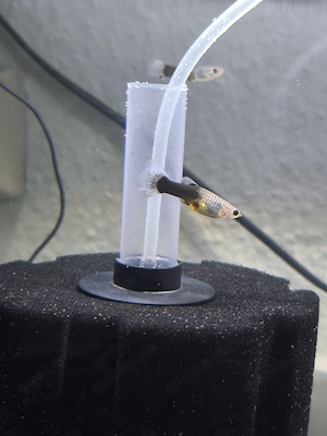 Guppy Fische ca. 3 cm und ganz gesund