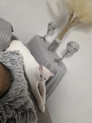 kater sucht ein neues Zuhause 