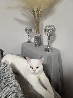 kater sucht ein neues Zuhause 